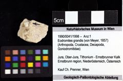 Foto (Objket + Etiketten) von Eodromites grandis (von Meyer, 1857) 